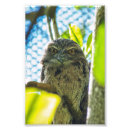 Sök efter brun uggla konst Blå