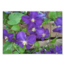 Sök efter clematis posters Blommigt