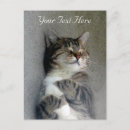 Sök efter tabby katt fotografi Sällskapsdjur