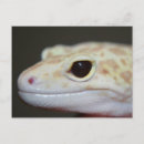 Sök efter albino vykort Natur