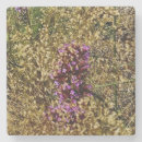 Sök efter solljus fotografi Vildblomma