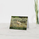Sök efter pronghorn Antelope
