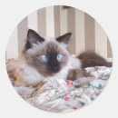 Sök efter ögon klistermärken Söt kattunge