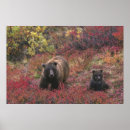 Sök efter ursus posters Denali nationalpark