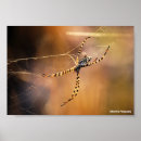 Sök efter arachnids posters Spindlar