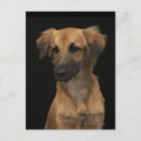 Sök efter brun hund vykort Fotografi
