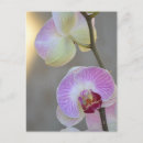 Sök efter rosa orchid vykort Fotografi