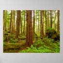 Sök efter rainforest posters Landskap