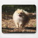 Sök efter flåsande elektronik Pomeranian