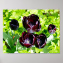 Sök efter lila blomma konst Tulip