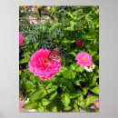 Sök efter zinnias posters Blomma