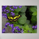Sök efter gul fjäril posters Blommor