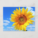 Sök efter sommarvykort Solros