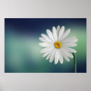 Sök efter delikat blomma konst Daisy