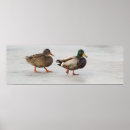 Sök efter is fotografi Anka