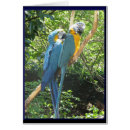 Sök efter macaws Fågel