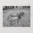 Sök efter svartvita vykort Människor (allmänt)