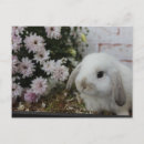 Sök efter blumen vykort Hase