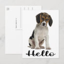 Sök efter beagle valp vykort Hund