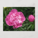 Sök efter rosa pion vykort Blomma