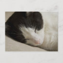 Sök efter innekatt Husdjur