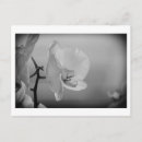 Sök efter orchid fotografi Vacker
