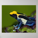 Sök efter frog posters Amfibian