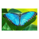Sök efter morpho posters Natur