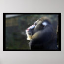 Sök efter mandrills Natur