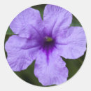 Sök efter petunias klistermärken Lila