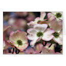 Sök efter rosa dogwood fotografi Blommigt