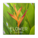 Sök efter heliconia Blomma