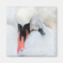 Sök efter swan Mute swan
