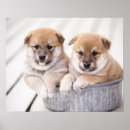 Sök efter badkar posters Hund