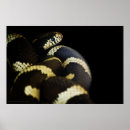 Sök efter orm fotografi Djur