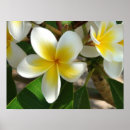 Sök efter plumeria posters Blomma