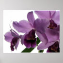 Sök efter cattleya Orkidéer