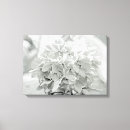 Sök efter vanlig hortensia konst Fotografi