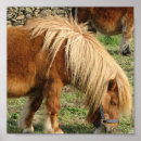 Sök efter brun miniatyr Häst