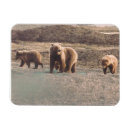 Sök efter grizzly magneter Björn