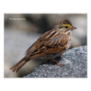 Sök efter sparrow Vit