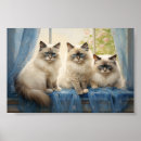 Sök efter tre kattungar posters Kattdjur