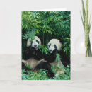 Sök efter bambu kort Panda