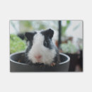 Sök efter försökskanin Rodent