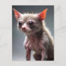 Sök efter funny animals vykort Katt