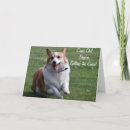 Sök efter corgi fotografi Pembroke welsh corgi