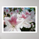 Sök efter azalea posters Azaleor
