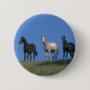 Sök efter arab häst accessoarer Foto