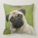 Sök efter mops kuddar Carlin