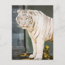 Sök efter bengal fotografi Vilda djur